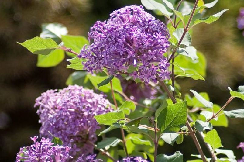 Lilacs Decoded: A Deep Dive for the Cultivated Gardener - Shrubhub