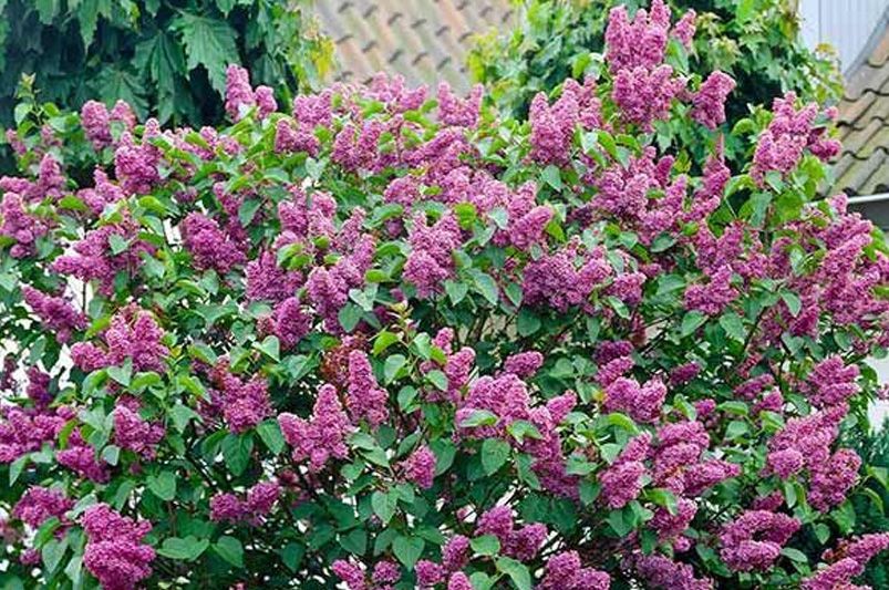 Lilacs Decoded: A Deep Dive for the Cultivated Gardener - Shrubhub