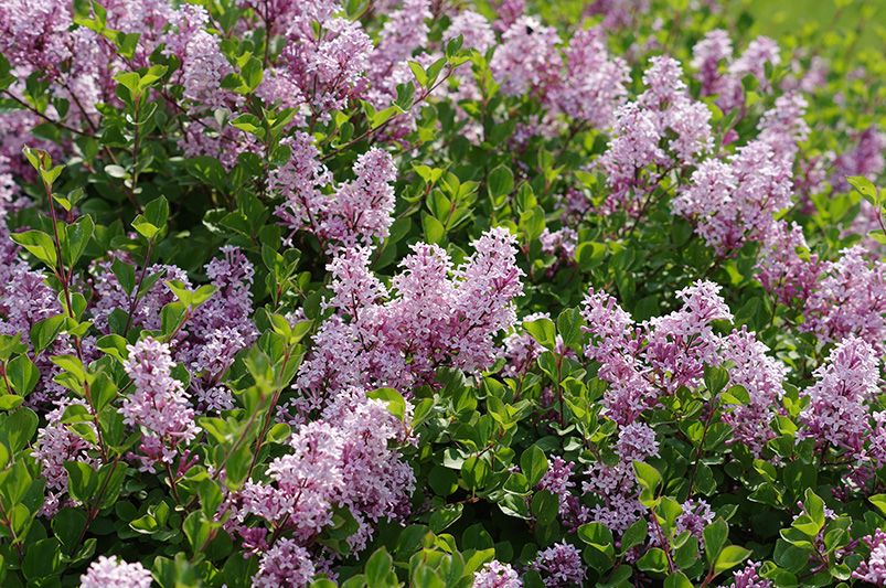 Lilacs Decoded: A Deep Dive for the Cultivated Gardener - Shrubhub