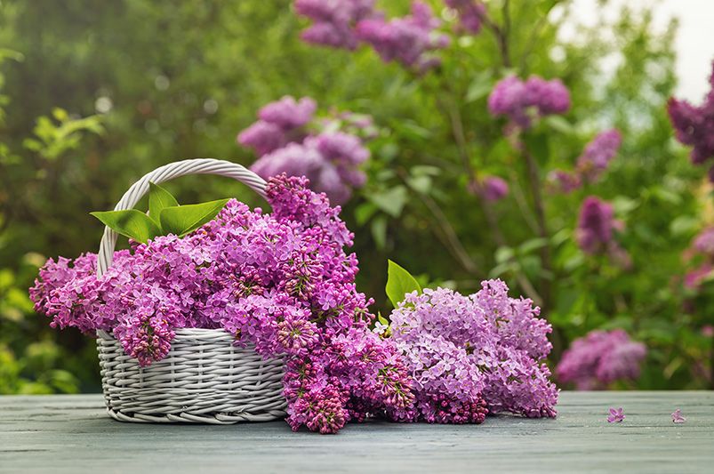 Lilacs Decoded: A Deep Dive for the Cultivated Gardener - Shrubhub