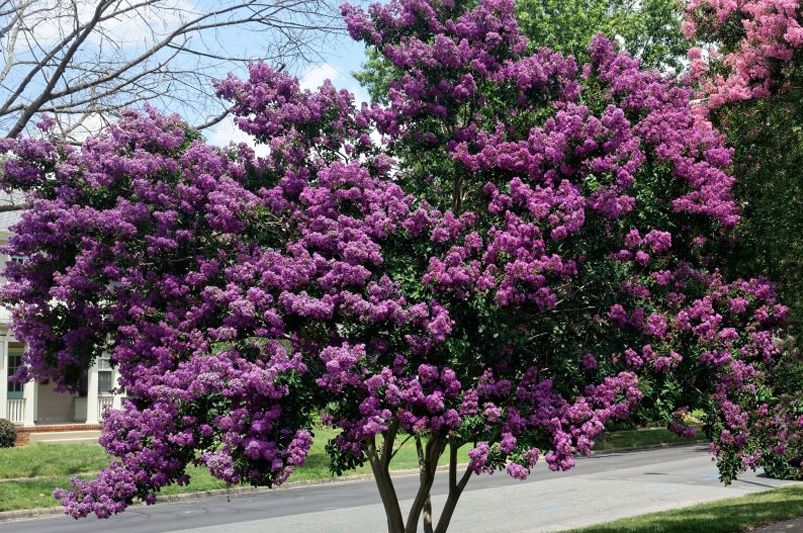 Crape Myrtles: The Showstoppers Every Garden Deserves - Shrubhub