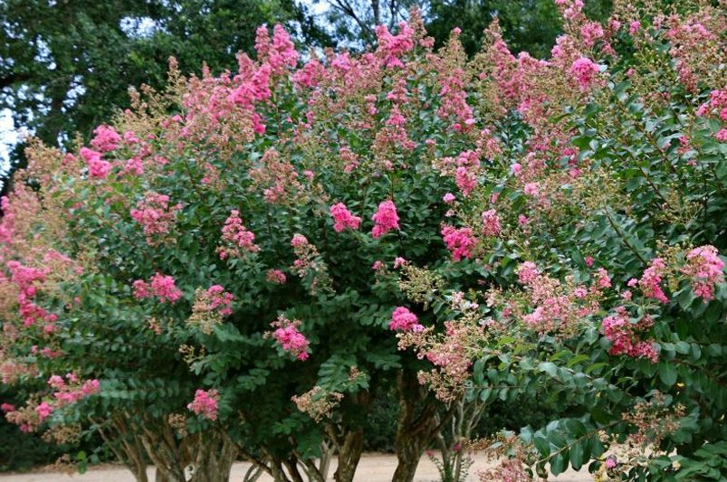 Crape Myrtles: The Showstoppers Every Garden Deserves - Shrubhub