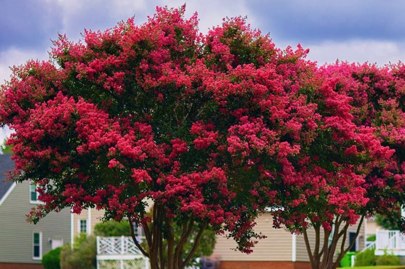 Crape Myrtles: The Showstoppers Every Garden Deserves - Shrubhub