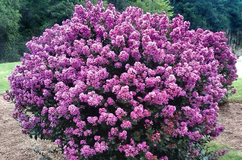 Crape Myrtles: The Showstoppers Every Garden Deserves - Shrubhub