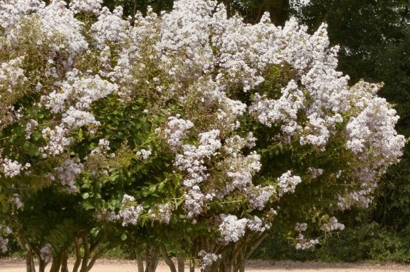 Crape Myrtles: The Showstoppers Every Garden Deserves - Shrubhub