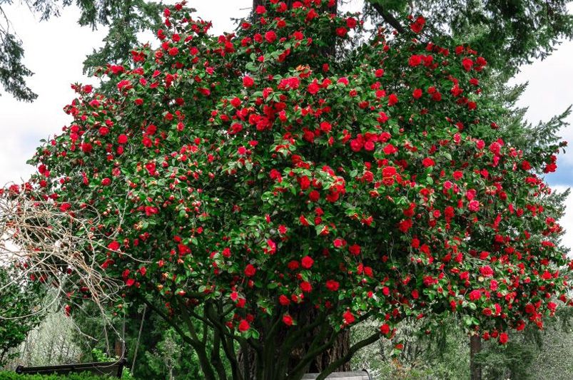 Crape Myrtles: The Showstoppers Every Garden Deserves - Shrubhub
