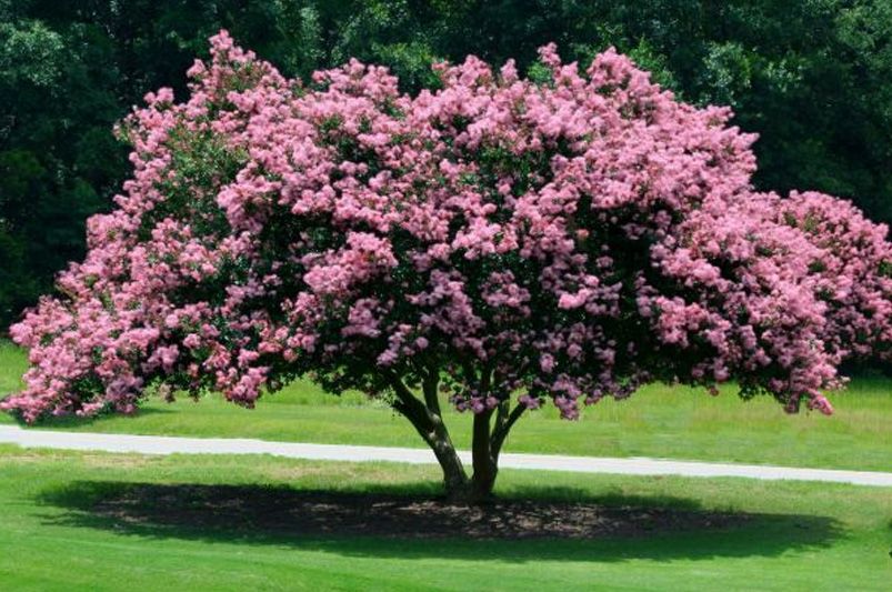 Crape Myrtles: The Showstoppers Every Garden Deserves - Shrubhub