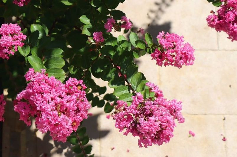 Crape Myrtles: The Showstoppers Every Garden Deserves - Shrubhub