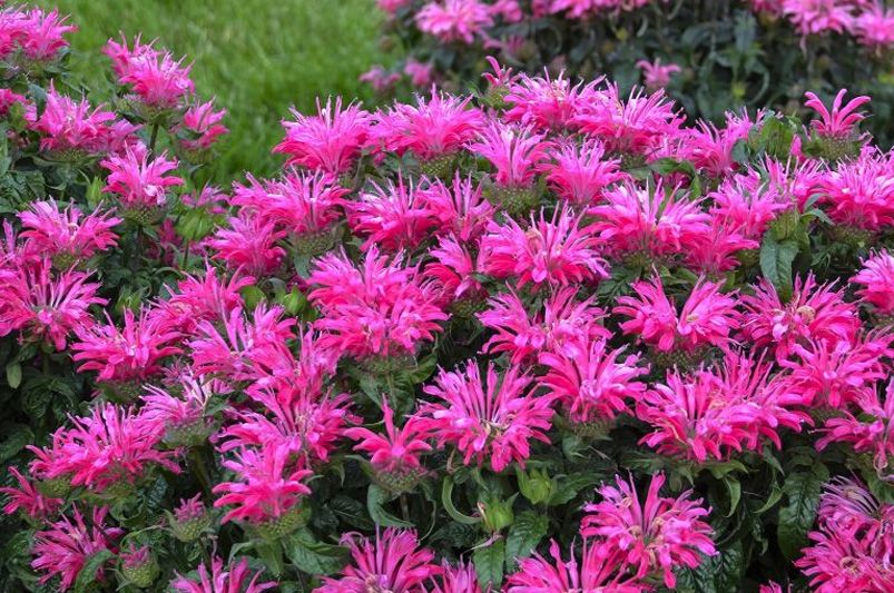 A Splash of Color All Season Long: Choosing the Right Bee Balm Varieties for Your Needs - Shrubhub