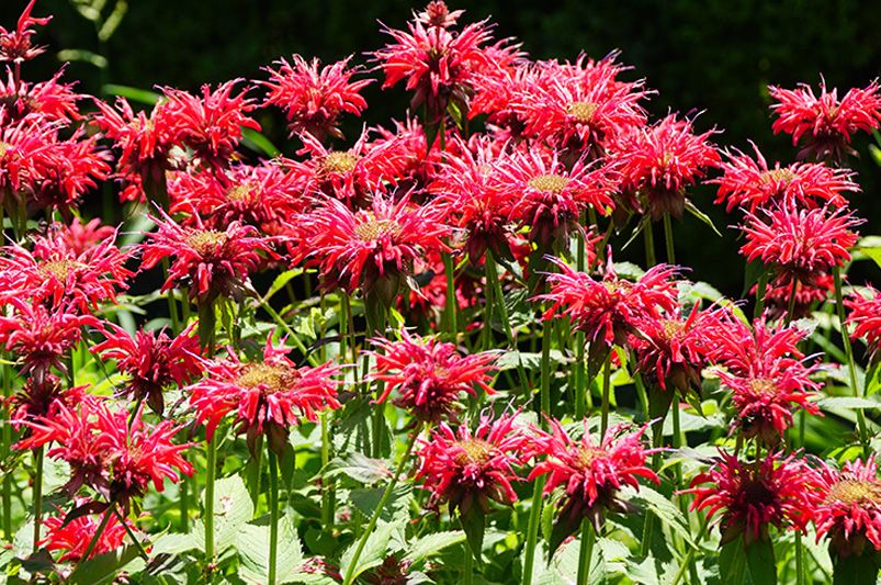 A Splash of Color All Season Long: Choosing the Right Bee Balm Varieties for Your Needs - Shrubhub