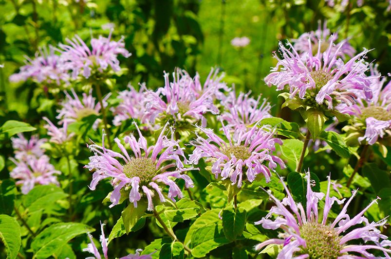 A Splash of Color All Season Long: Choosing the Right Bee Balm Varieties for Your Needs - Shrubhub