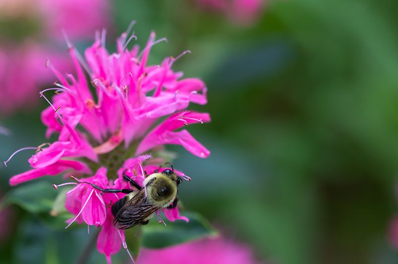 A Splash of Color All Season Long: Choosing the Right Bee Balm Varieties for Your Needs - Shrubhub