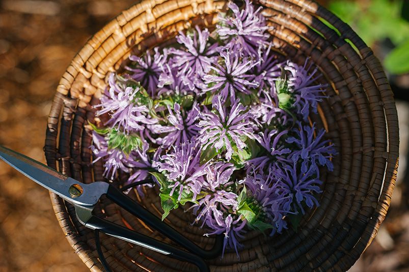 A Splash of Color All Season Long: Choosing the Right Bee Balm Varieties for Your Needs - Shrubhub