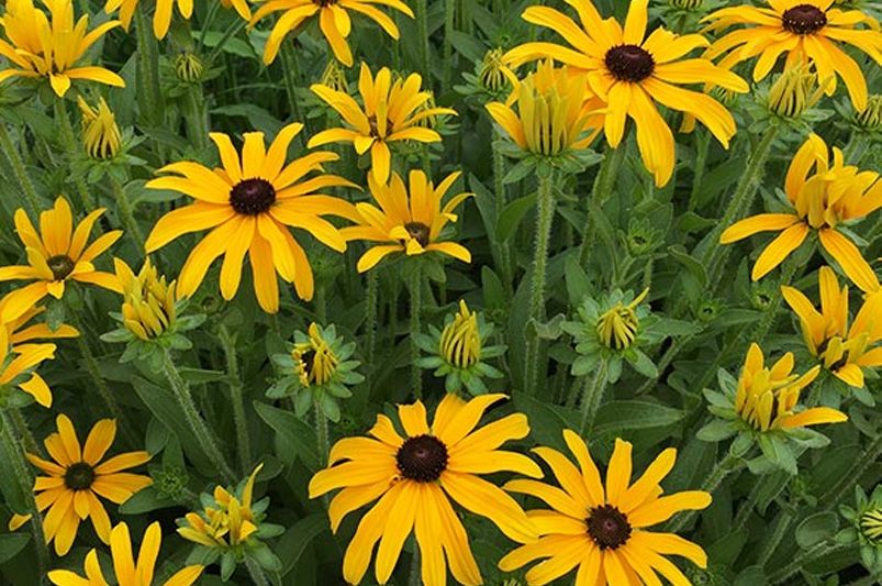 Planting Smiles: Black-eyed Susan Made Easy - Shrubhub