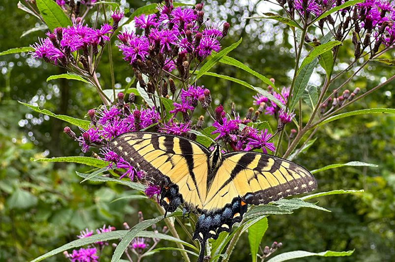Mighty Blooms: The Unstoppable Force of Iron Butterfly Ironweed - Shrubhub