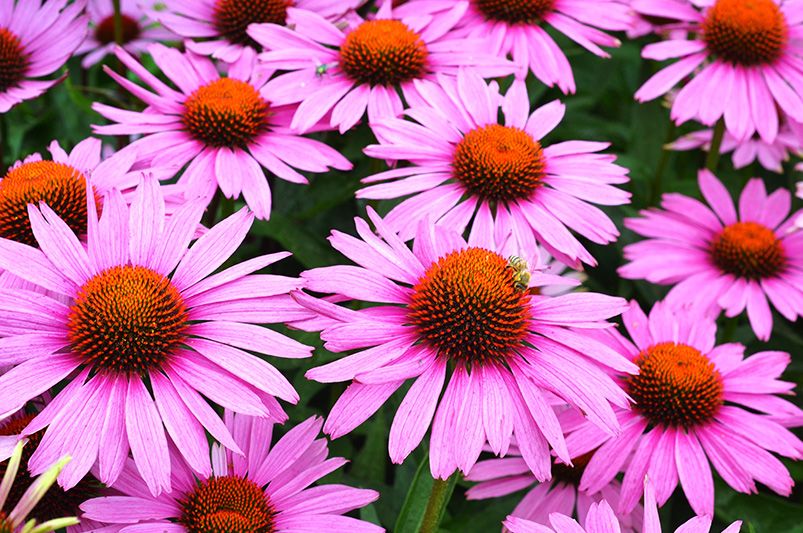 10 Coneflower Varieties to Grow for a Grand Impression - Shrubhub