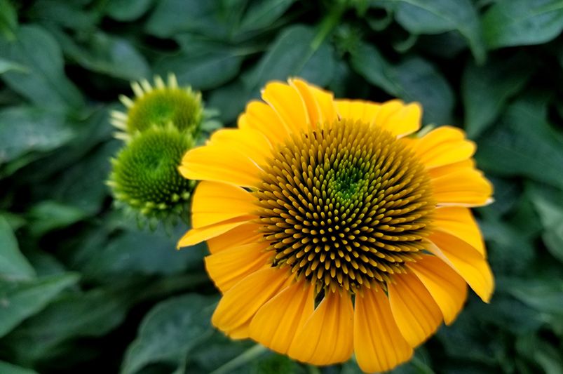 10 Coneflower Varieties to Grow for a Grand Impression - Shrubhub