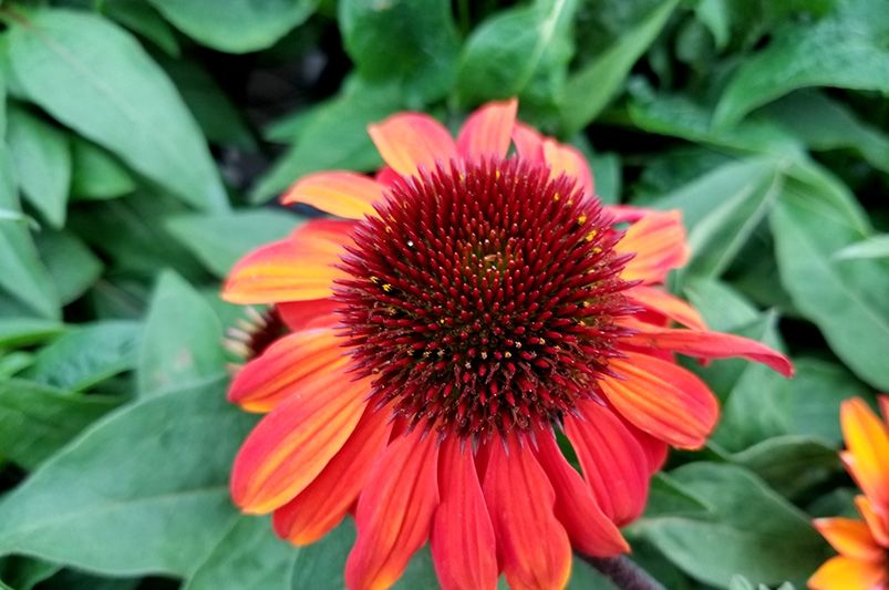10 Coneflower Varieties to Grow for a Grand Impression - Shrubhub