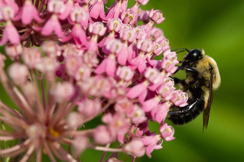 To Grow Milkweed or Not to Grow, That Is Never the Question - Shrubhub