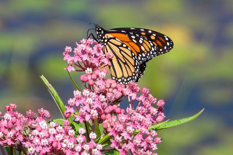 To Grow Milkweed or Not to Grow, That Is Never the Question - Shrubhub