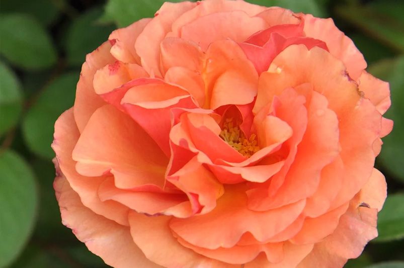 Discover Unique and Beautiful Roses for Your Garden - Shrubhub