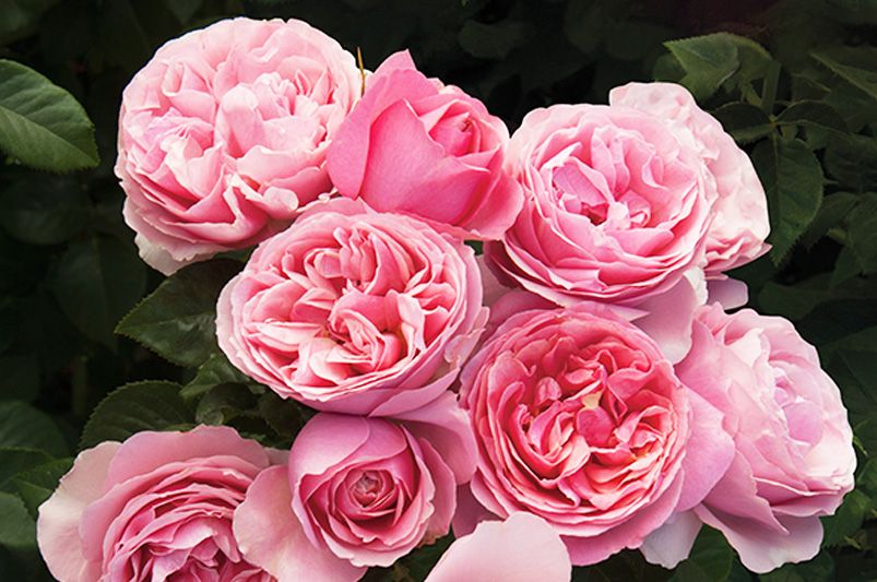 Discover Unique and Beautiful Roses for Your Garden - Shrubhub