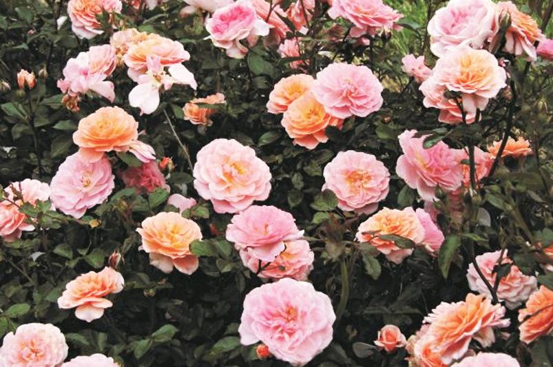 Discover Unique and Beautiful Roses for Your Garden - Shrubhub