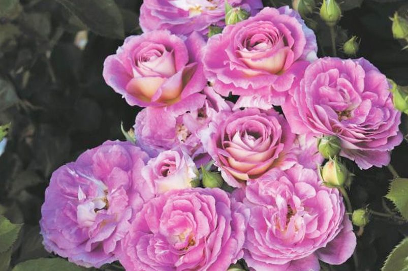Discover Unique and Beautiful Roses for Your Garden - Shrubhub