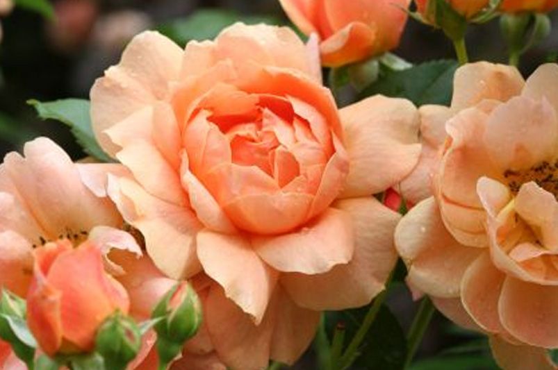 Discover Unique and Beautiful Roses for Your Garden - Shrubhub