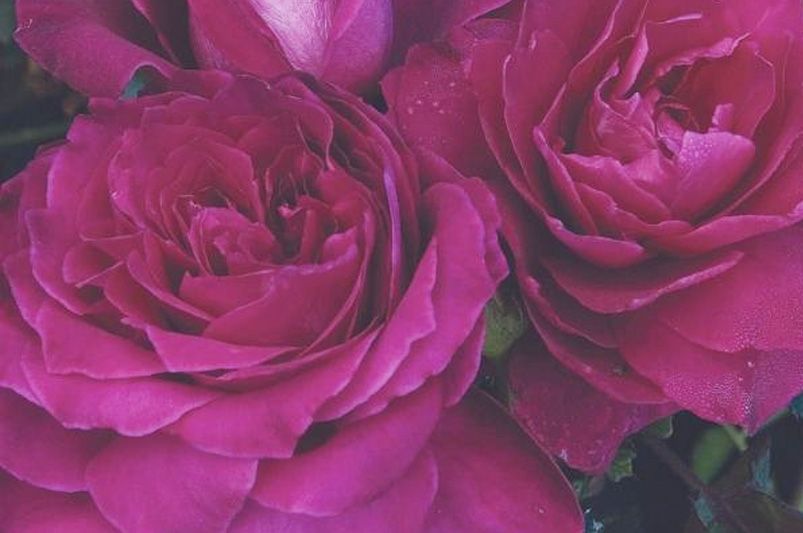 Discover Unique and Beautiful Roses for Your Garden - Shrubhub