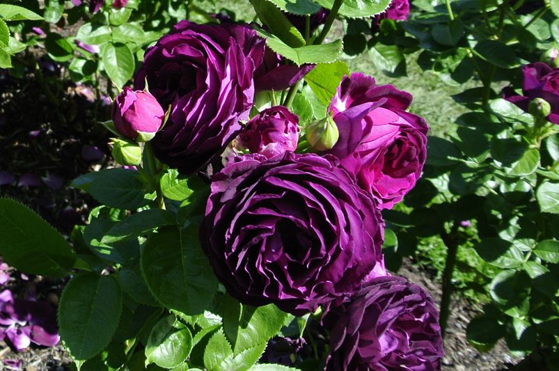 Discover Unique and Beautiful Roses for Your Garden - Shrubhub