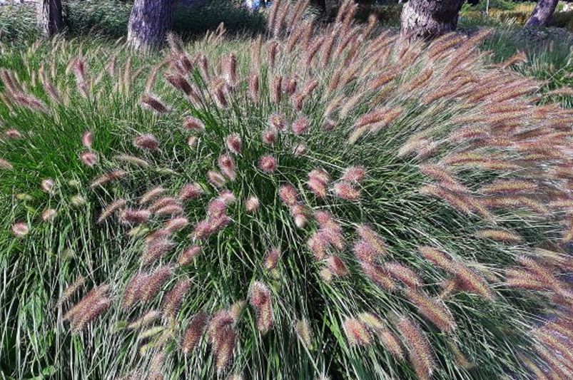 Dwarf Fountain Grass: A Tiny Giant in Garden Design - Shrubhub