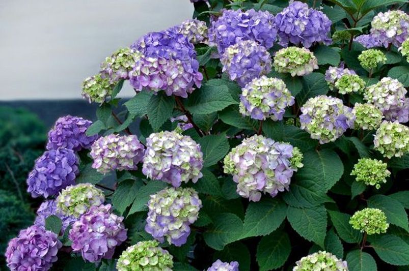 Everlasting Blooms: 10 Hydrangeas for Year-Round Color - Shrubhub