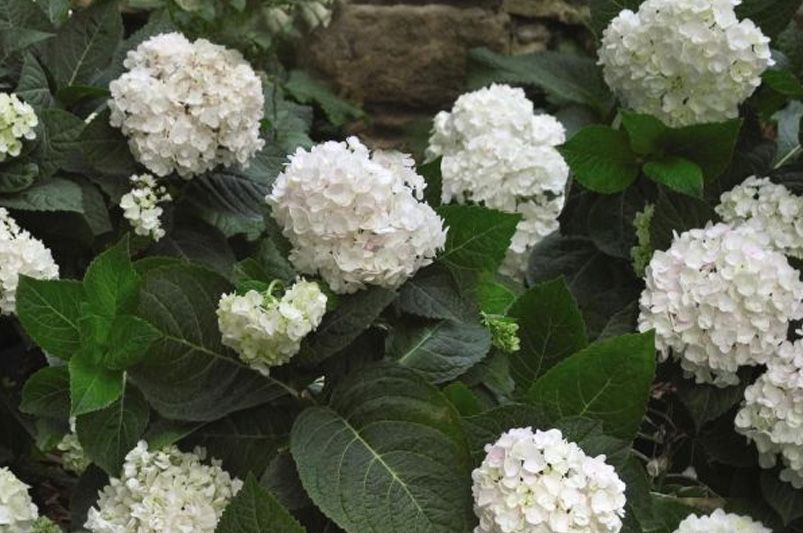 Everlasting Blooms: 10 Hydrangeas for Year-Round Color - Shrubhub