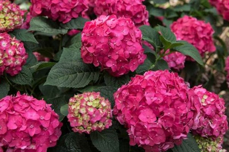 Everlasting Blooms: 10 Hydrangeas for Year-Round Color - Shrubhub