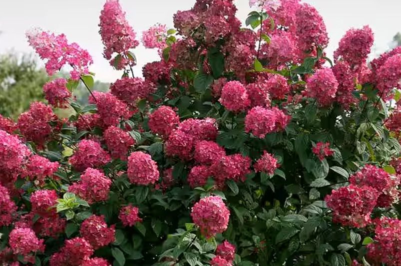 Everlasting Blooms: 10 Hydrangeas for Year-Round Color - Shrubhub