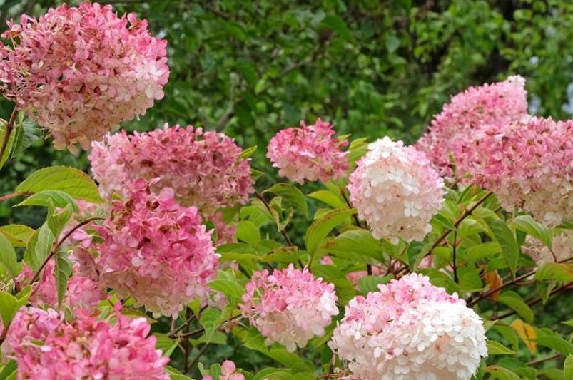 Everlasting Blooms: 10 Hydrangeas for Year-Round Color - Shrubhub