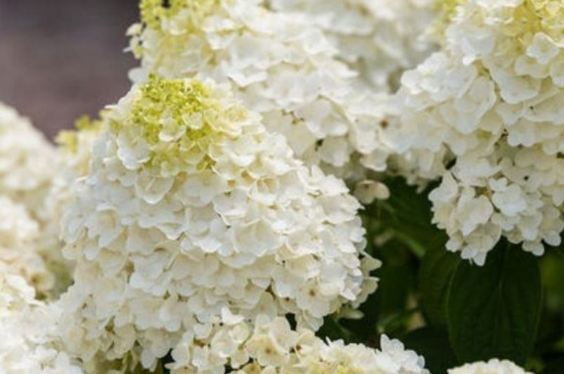 Everlasting Blooms: 10 Hydrangeas for Year-Round Color - Shrubhub