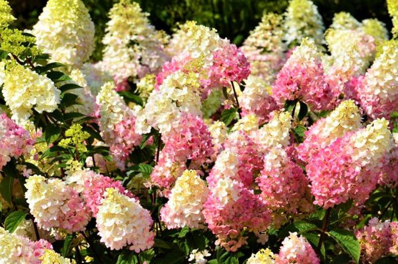 Everlasting Blooms: 10 Hydrangeas for Year-Round Color - Shrubhub