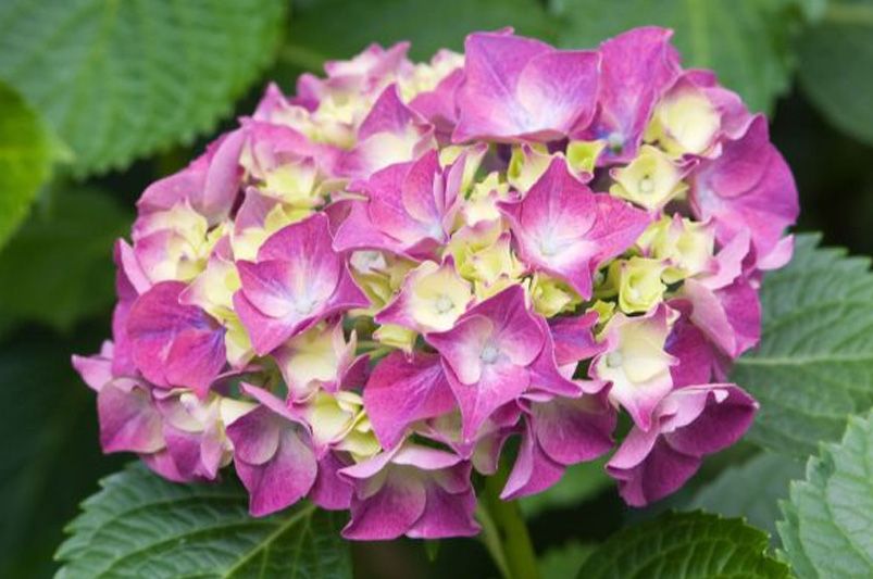 Everlasting Blooms: 10 Hydrangeas for Year-Round Color - Shrubhub