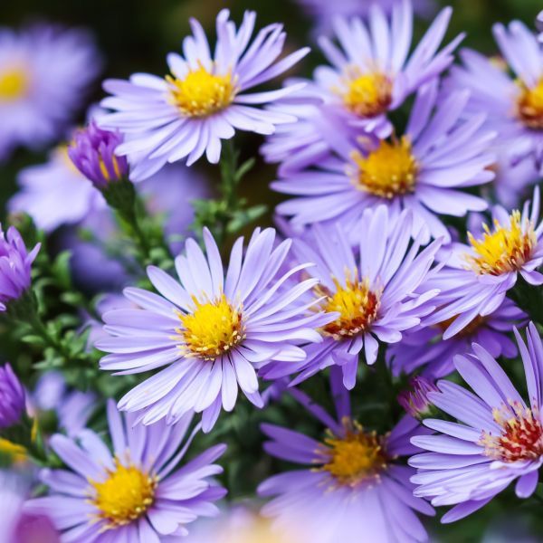 How to Create a Dreamy Floral Escape With Aster Flowers - Shrubhub