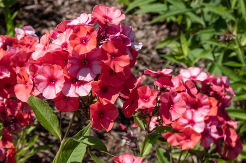 Grow & Style Colorful Phlox Like a Garden Pro - Shrubhub