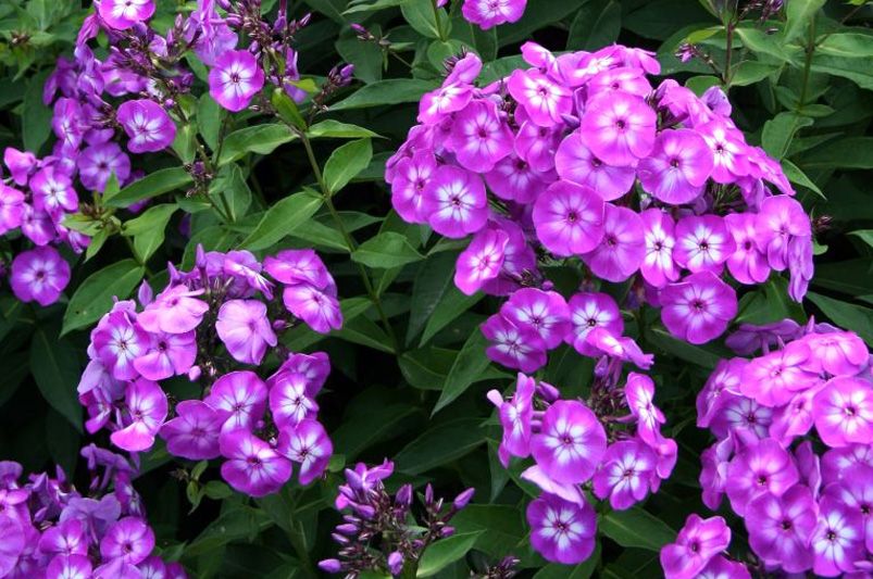 Grow & Style Colorful Phlox Like a Garden Pro - Shrubhub