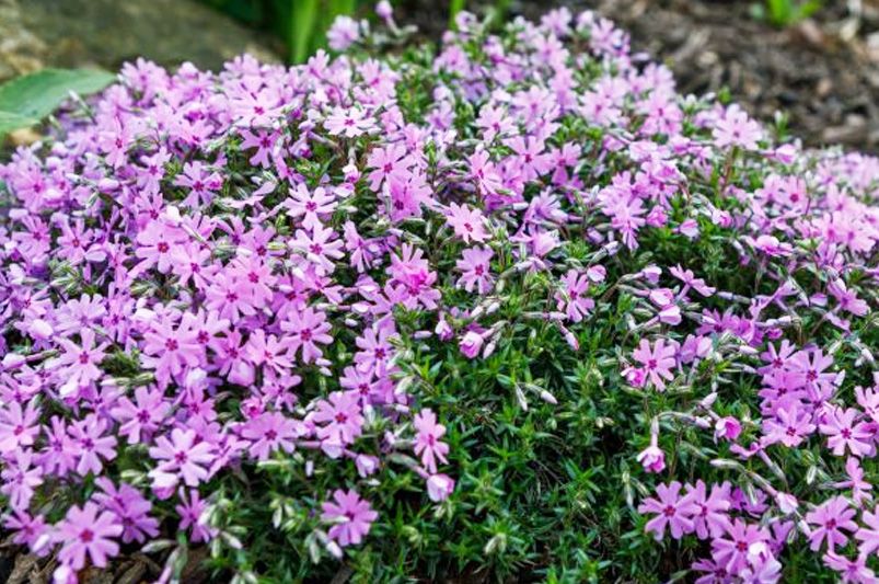 Grow & Style Colorful Phlox Like a Garden Pro - Shrubhub