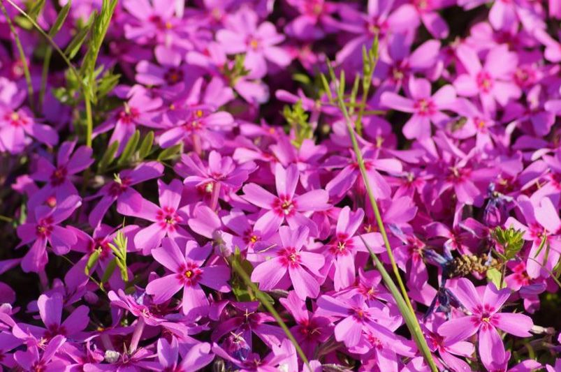 Grow & Style Colorful Phlox Like a Garden Pro - Shrubhub
