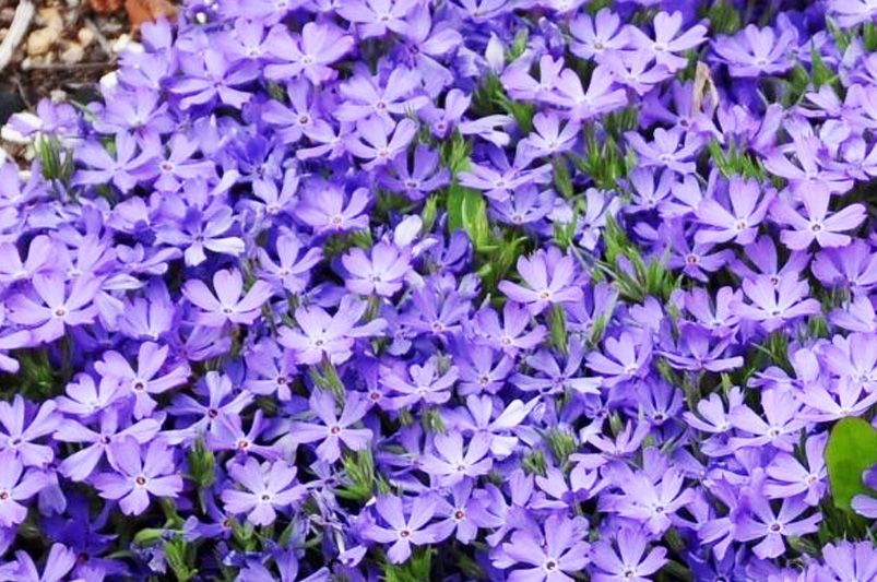 Grow & Style Colorful Phlox Like a Garden Pro - Shrubhub