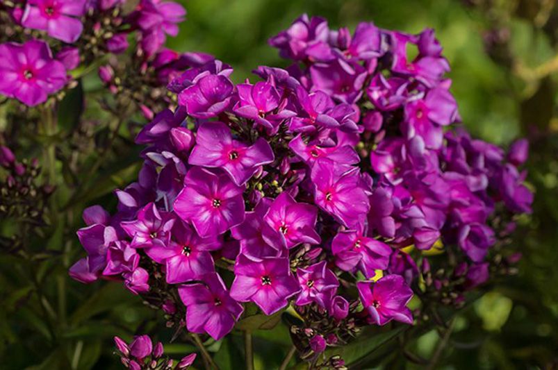 Grow & Style Colorful Phlox Like a Garden Pro - Shrubhub