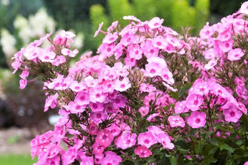Grow & Style Colorful Phlox Like a Garden Pro - Shrubhub