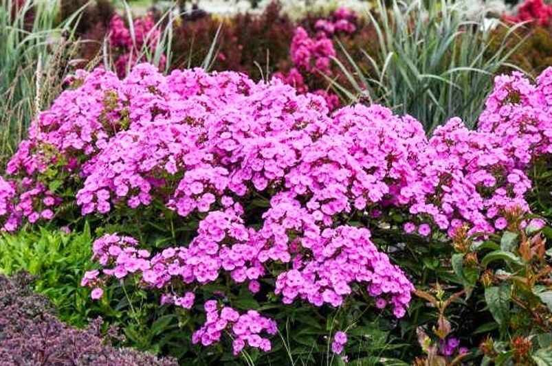 Grow & Style Colorful Phlox Like a Garden Pro - Shrubhub