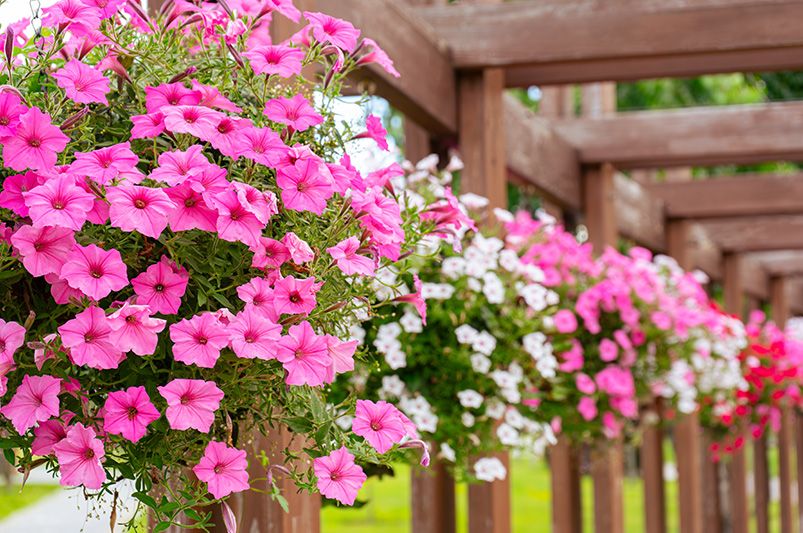 Petunia: The One Flowering Plant You Have to Get - Shrubhub